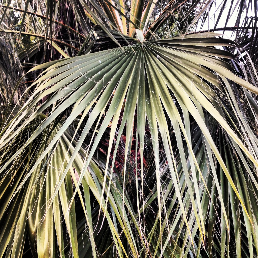 Palm